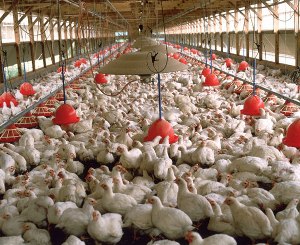 Investment opportunities - agriculture chicken