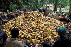 Investment opportunities - agriculture cocoa