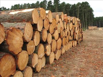 Investment opportunities - agriculture forestry